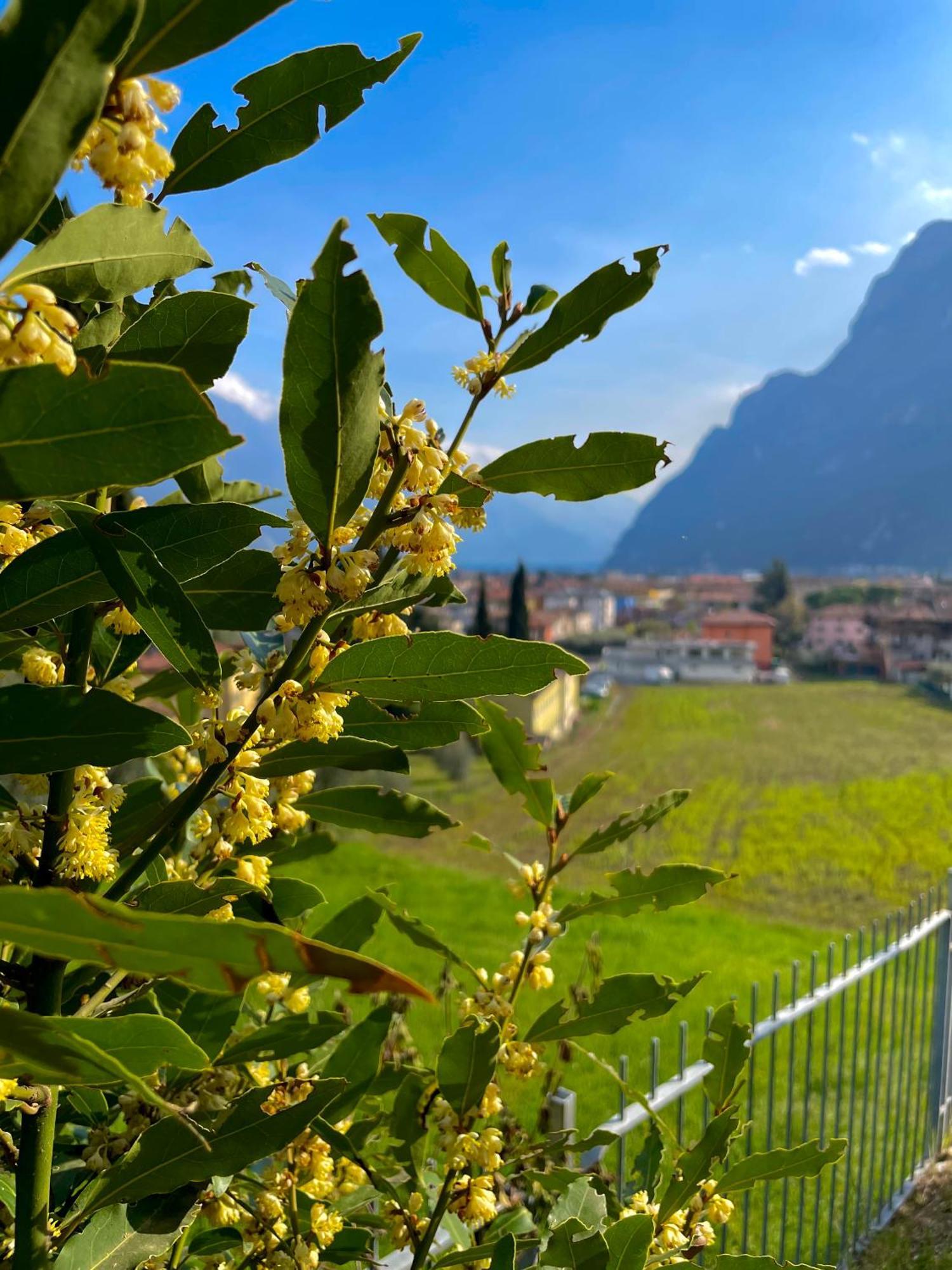 View & Chill Apartment Riva del Garda Dış mekan fotoğraf